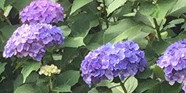 各種賞・助成公募